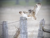 Short-eared Owl nailing the landing