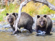 A Couple Of Cuties !