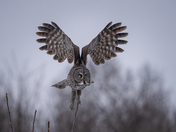 Great gray owl
