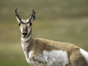 Pronghorn stare