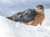 Cooper's Hawk