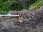 Vancouver Island Coastal Wolf.