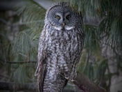Great Grey Owl