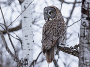 Great Grey Owl