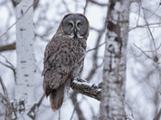 Great Grey Owl