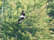 Osprey in flight