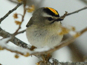 Golden Crowned Kinglet
