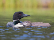 Common Loon and Loonlet
