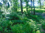 Waterworks Park St.Thomas ON.