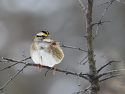 White Throated Sparrow