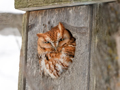 Eastern Screech Owl