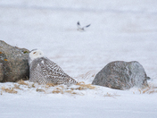Snowy Owl watching a Snow Bunting fly over