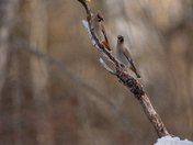 Bohemian waxwing