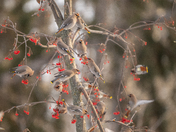 Bohemian waxwing