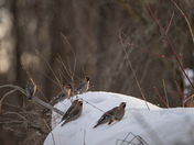 Bohemian waxwing