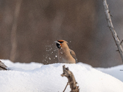 Bohemian waxwing