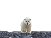 Polar Bear Portrait
