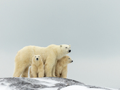 Polar bear family portrait