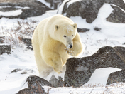 Polar bear jump!