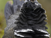 Bruce the Spruce Gruce 