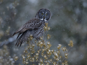 The great gray owl