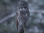 The great gray owl