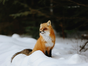 Did You Get All Your Shots Yet??