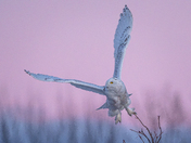 Snowy owl