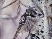 Northern Hawk Owl