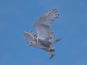 Snowy Owl Hovering in Air Against Blue Sky