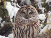 Barred Owl