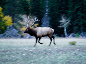 Wildlife on the move 