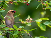 Raiding the Berry Patch