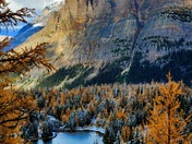 Larch Season in Yoho