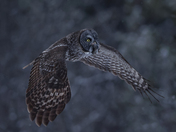 The great gray owl 