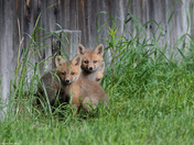 The Fox Kits