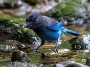 Stellar's Jay with Salmon Eggs