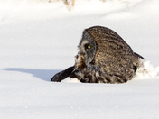 Great Grey Owl with Dinner