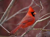 Cardinal