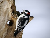 Downy woodpecker