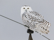 Snowy Owl