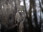 I Always Feel Like Somebody's Watching Me