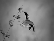 Purple Sunbird Grace in Motion