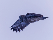 The great gray owl 