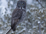 The great gray owl 