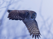 The great gray owl 