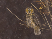 Long-eared owl 