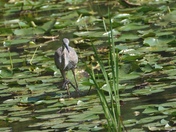 Juvenile great heron