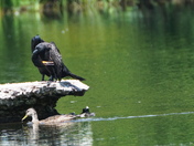 Seen at the Drummond dam on the Magog river