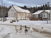 Winter geese